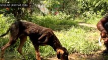 Compilation de sauvetages d'animaux... L'homme peut etre bon!