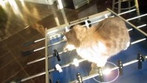Ce chat est champion de babyfoot!