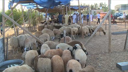 تراجع ملحوظ بأسواق بيع الأضاحي في ليبيا