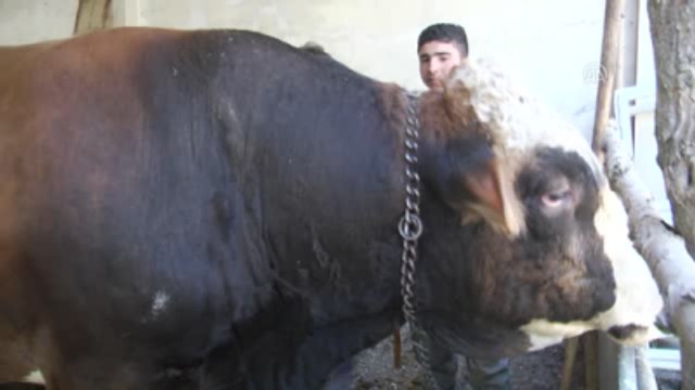 1,5 Tonluk Yiğit Alıcısını Bekliyor