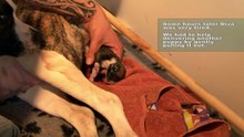 L’amour n’a pas d’âge, même chez nos amis les chiens !