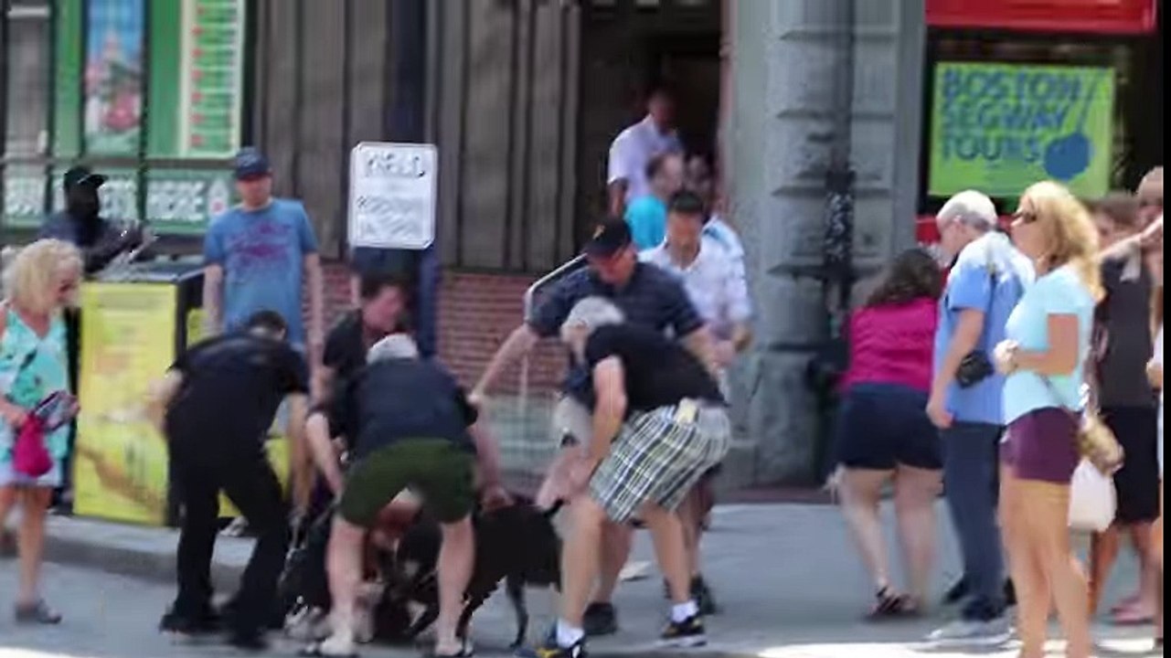 Boston Dog Fight