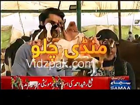 Sheikh Rasheed Purchases Camel