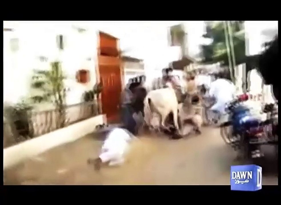 A New Way To Capture A Cowقربانی کا جانور اذیت سے بچائیں، گرانے کا آسان طریقہ دیکھیں