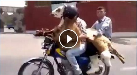 Man ride a buffalo and goat at Motorcycle at same time