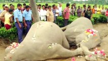 Two elephants are electrocuted and killed in India