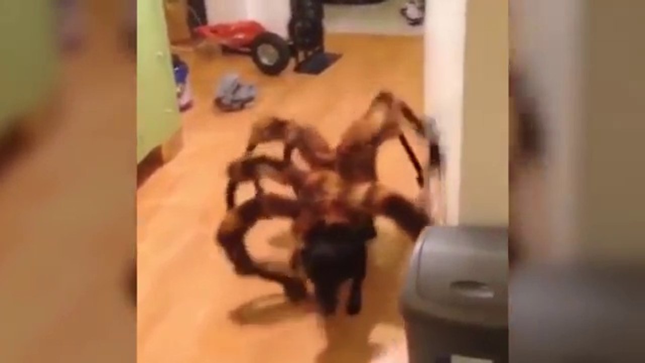 5 Mysterious Creatures Caught on Camera