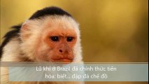 Lũ khỉ ở Brazil đã chính thức tiến hóa, biết đập đá chế đồ