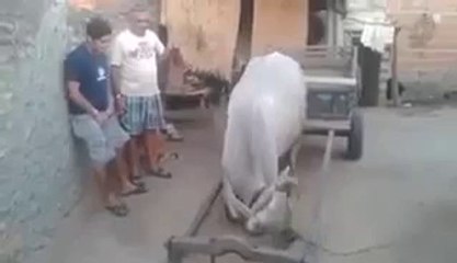Most Talented bull