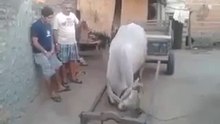 Most Talented bull