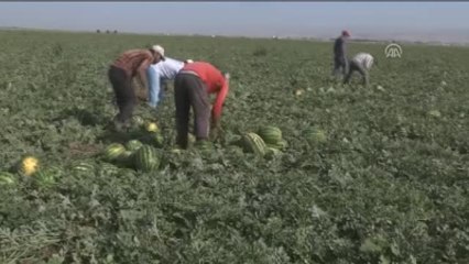 İyi Para Etsin" Diye Karpuzu Geç Ekip Hasadını Geç Yapıyorlar
