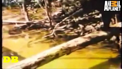 Jaguar Kills Giant Fish