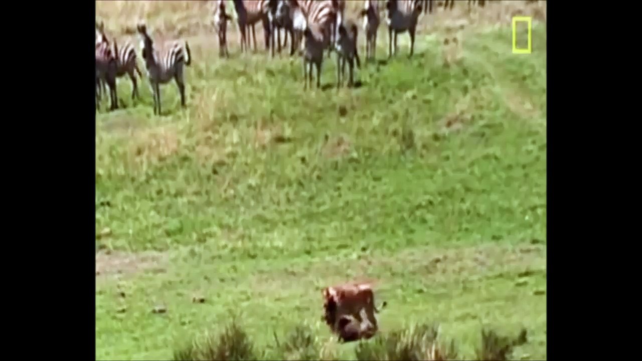 Real fight animals on the planet #2 crocodile and deer, lion and buffalo part 2