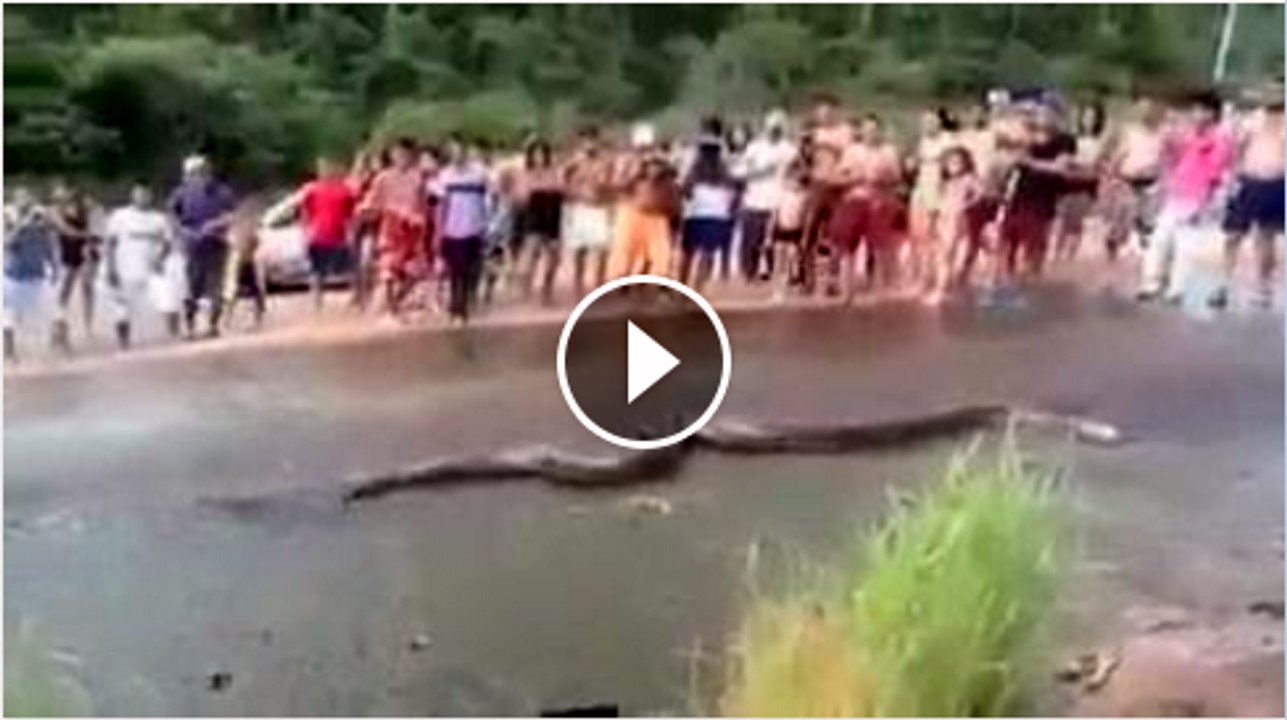 Gaint Snake at road