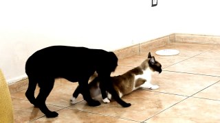 Funny Video, cat, dog and sex??