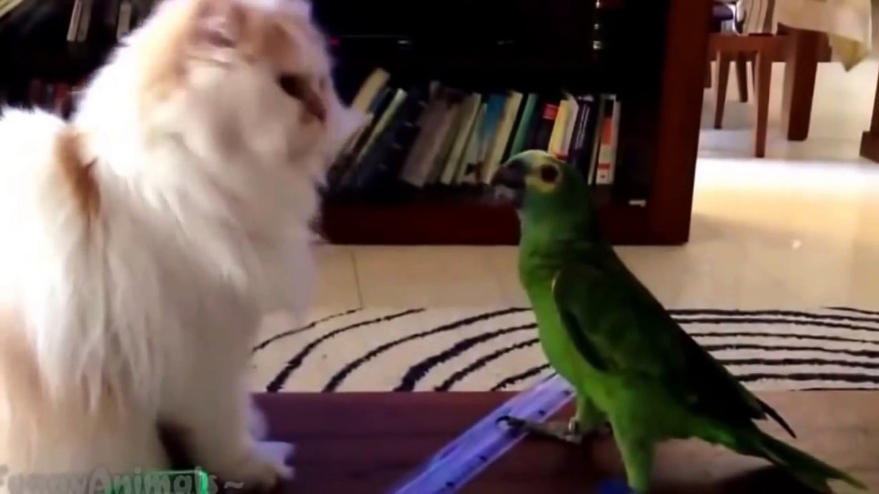 Funny Bird Best Compilation 2016