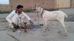 Funny Goat Very Funny Video Clips Funny Pranks Pakistani Funny Videos