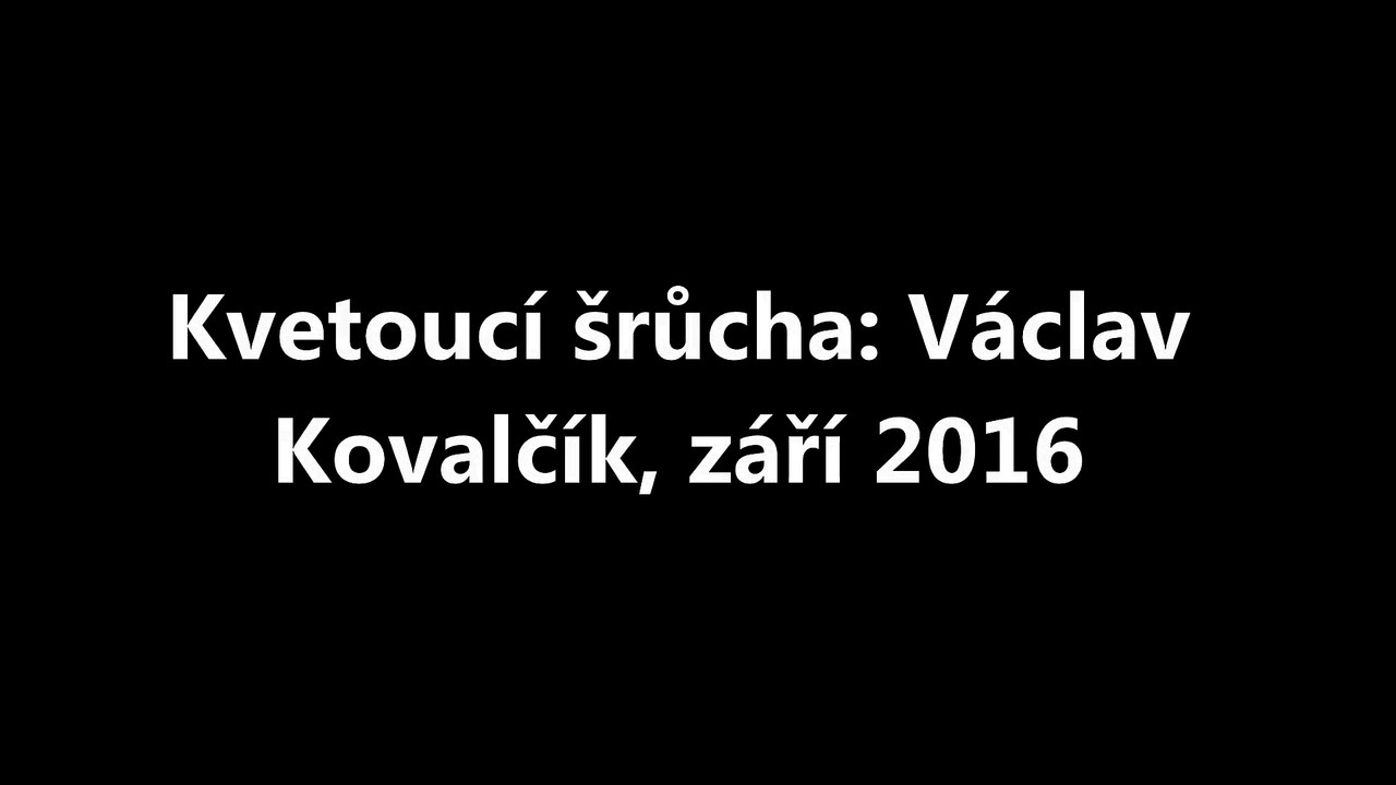 Kvetoucí šrůcha: Václav Kovalčík, září 2016