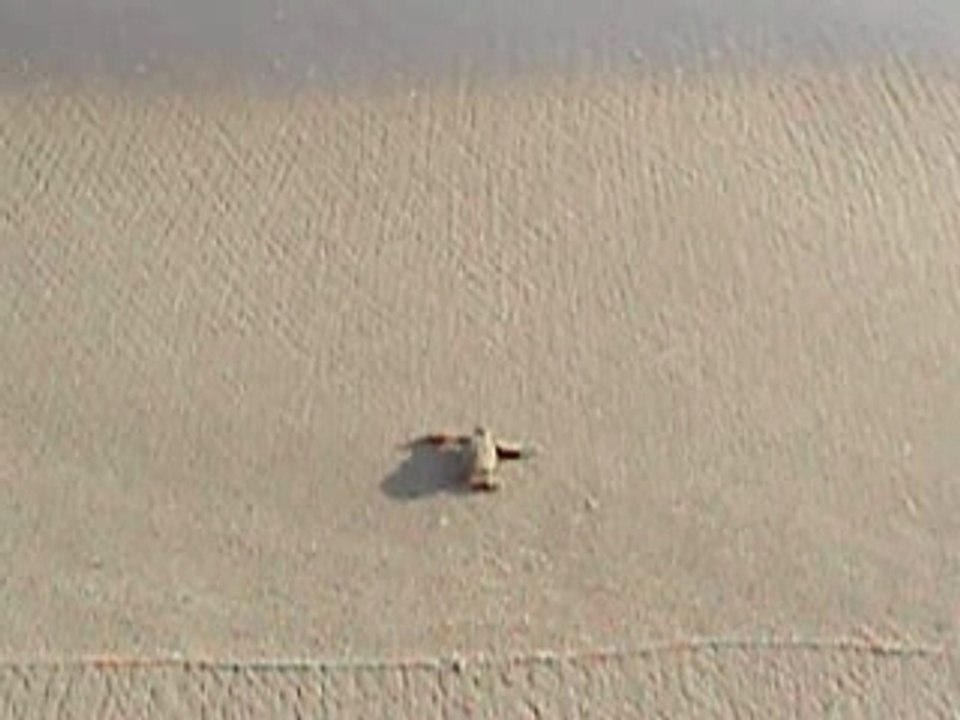 bébé tortue luth en route pour la mer