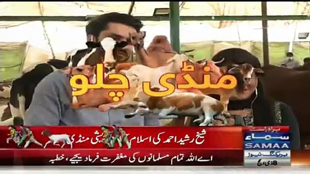 Shiekh Rasheed In Mandi for Purchasing a Camel for Eid-ul-Azha