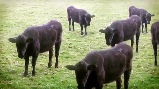 Funny cows dancing