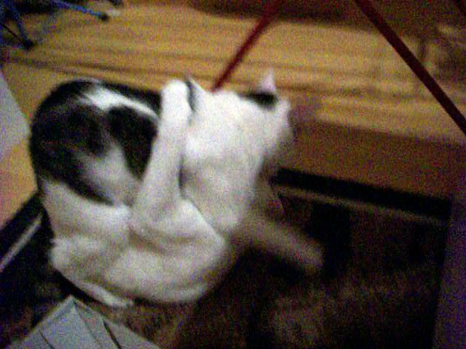 Harvey und Vinzent am 11.09.2016