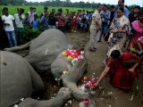El caso de los dos elefantes en la india