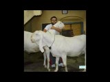 O Balma - Special Qurbani Funny Perody Song - Sasta Bakra De De Tu , Dikhny Mein Ho Tagra , O Bakra