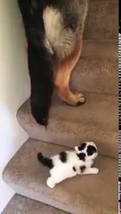 Tiny Kitten Gets Help Going Up The Stairs From A Very Unlikely Friend