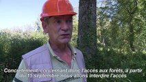 Victimes d'un champignon, des forêts de frêne du nord agonisent