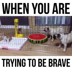 When you are trying to be brave