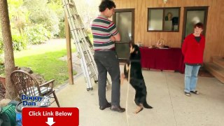 Dog Training For Aggressive Behavior