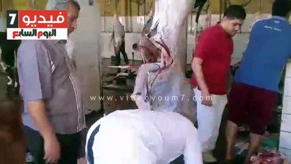 مجازر كفر الشيخ تشهد ذبح 600 رأس ماشية
