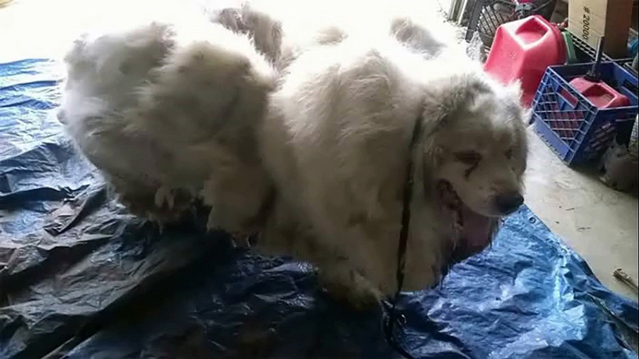 Elle secourt un chien et lui offre sa première coupe en 6ans. Elle lui enlève plus 13kg de poils !