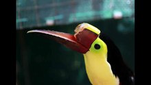 toucan