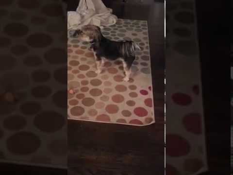 Oscar the Dog Squeaks When Someone Rings Doorbell