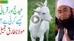 Eid-ul-Azha-Hajj--Qurbani-With-Stories-By-Maulana-Tariq-Jameel-2016
