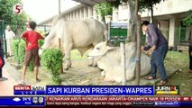Jokowi-JK Sumbang Sapi Seberat 2,8 Ton ke Masjid Istiqlal