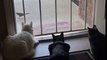 Un chien effraie 3 chats qui observent un oiseau tranquillement !