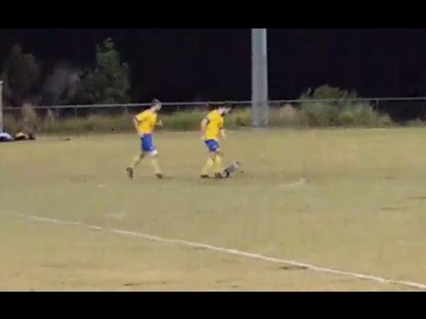Koala Steps Onto Field During Aussie Soccer Game