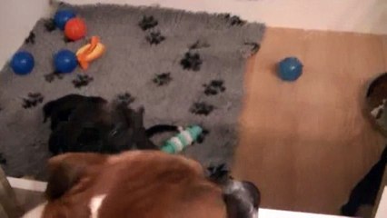 73ème vidéo  Lancelot et les chiots de la 25ème portée de STAFFORDLAND