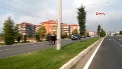 Kütahya Kaçan Boğayı Kimse Durduramadı