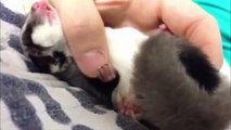 Funny animal videos: A Funny And Cute Sugar Glider Videos Compilation