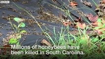 Zika pesticide kills millions of bees in South Carolina - BBC News