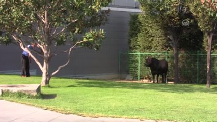 Sahibinin Elinden Kaçan Boğa Avm'nin Bahçesinde Yakalandı