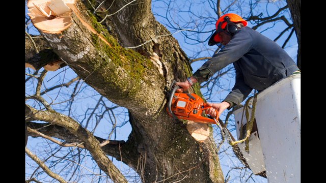 Castle's Services LLC - (432) 803-2267