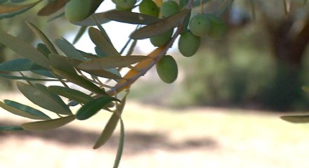 Italy builds cemetery for Mediterranean refugee victims