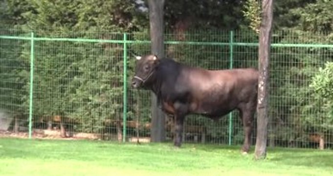 Sahibinin Elinden Kaçan Boğa Avm'nin Bahçesinde Yakalandı