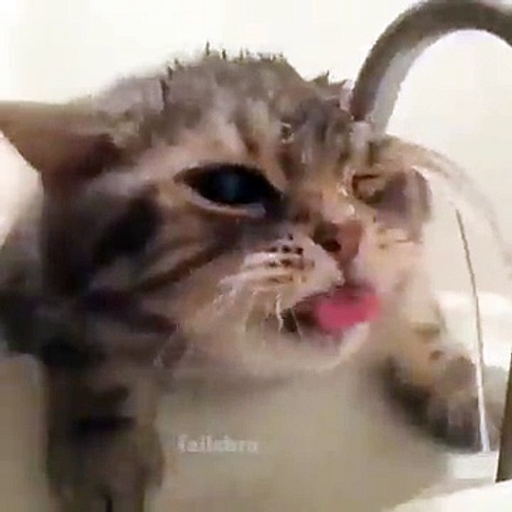 How cat Drink Water