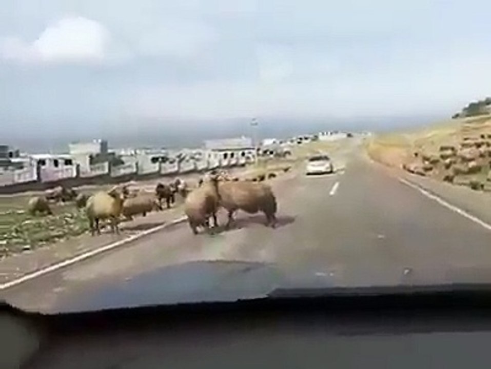 Got Fight In Road